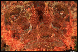 Scorpion Fish, close-up, no crop and he was pretty accomo... by Allen Walker 
